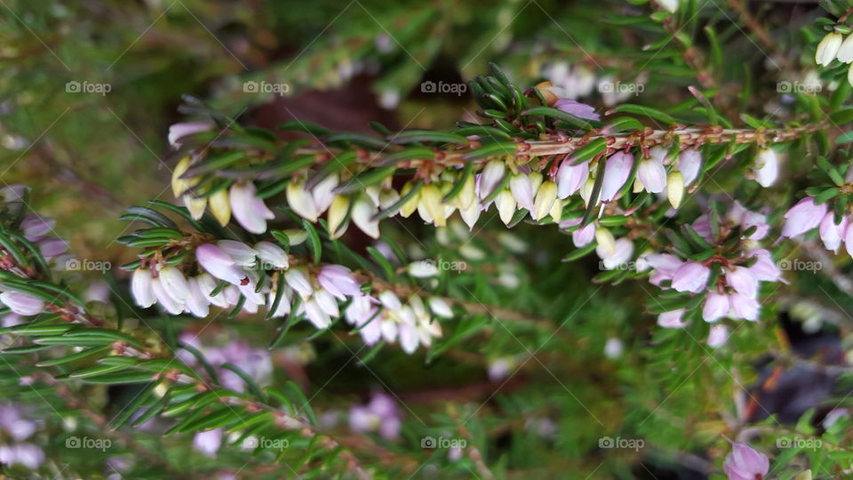 a shrubbery