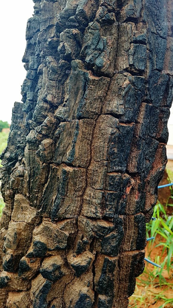 textura madeira cerrado Formosa Goiás