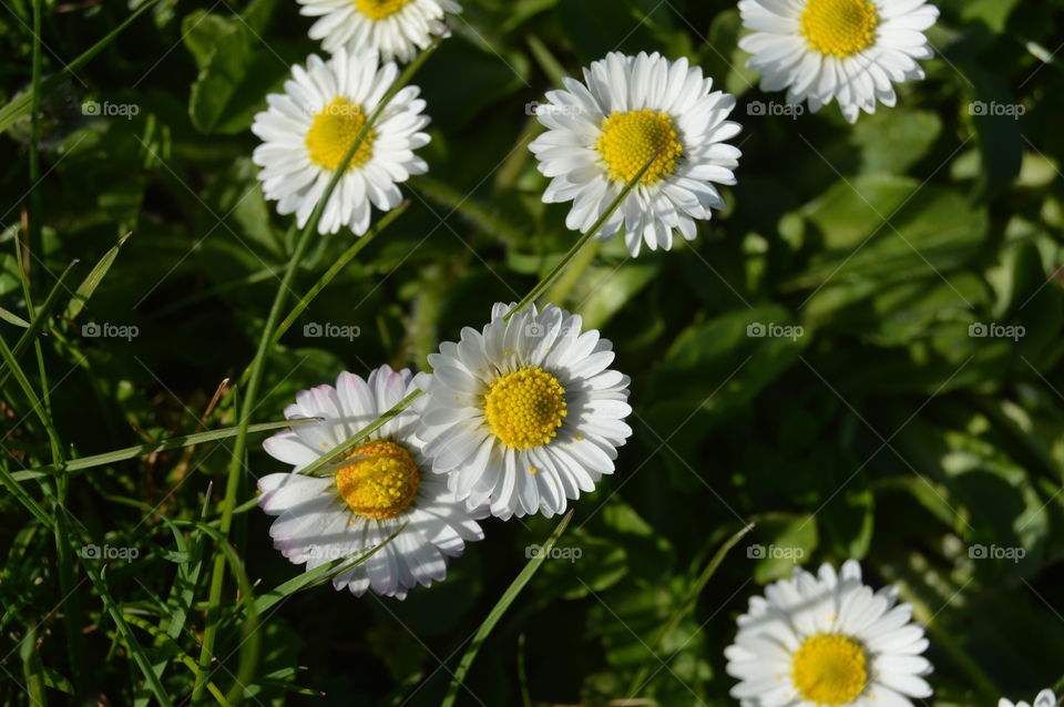 Camomile flowers