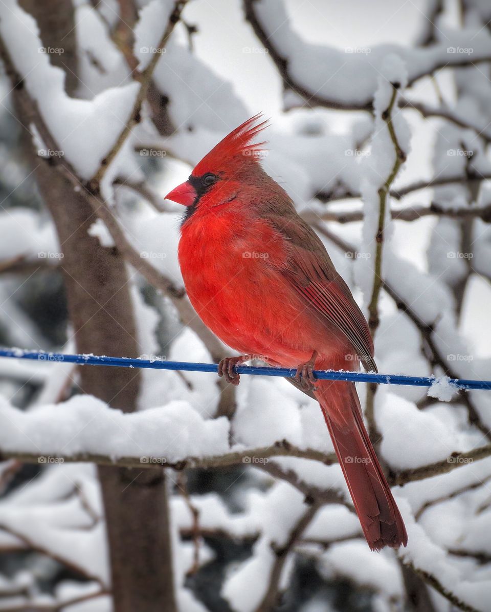 Cardinal bird perching on wire during winter