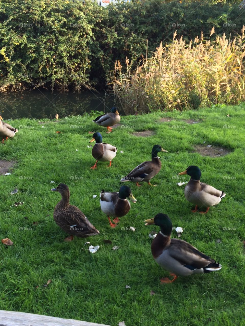 Shot of the ducks by the stream