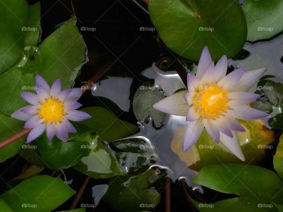 Photo  of  two  beautiful   and  attractive  Waterlilly  flowers.