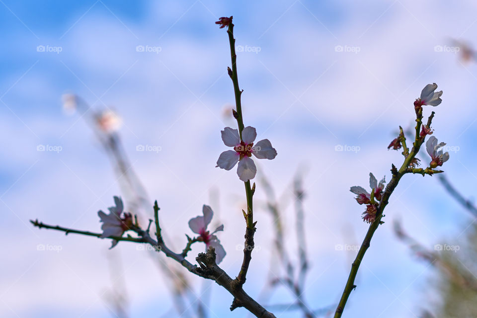 Close-up of flowers on twig