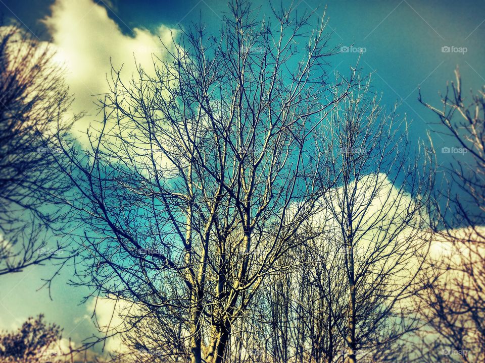 blue sky, clouds and trees
