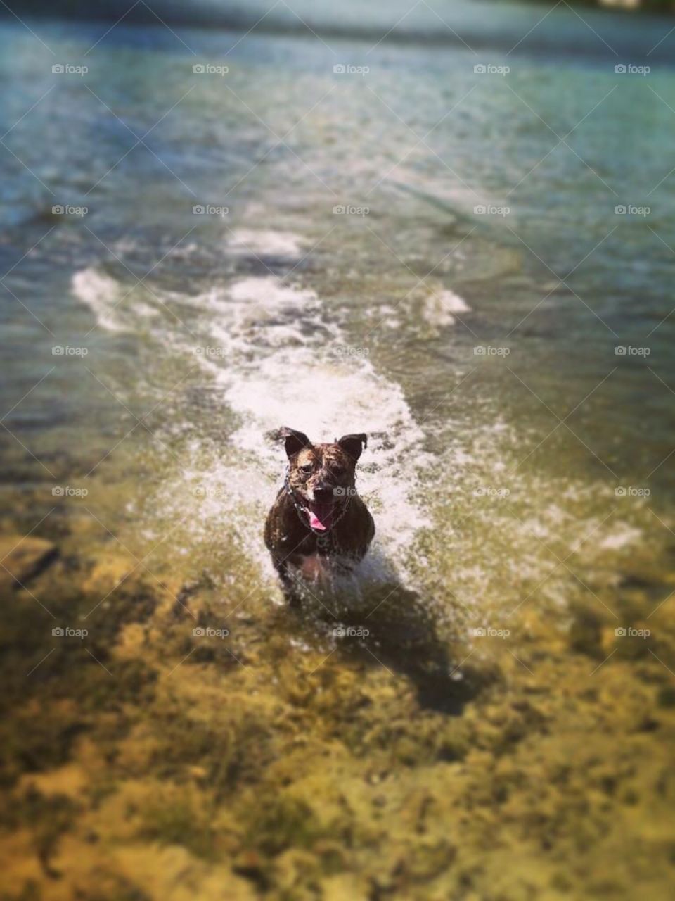 Pretty Pitty Layla!
#PitBull #LakeLife 