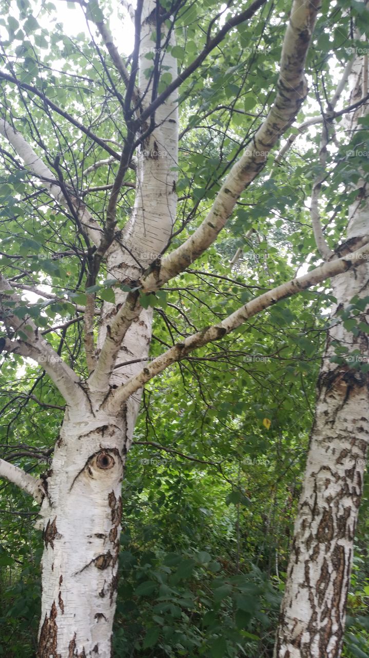 white birch