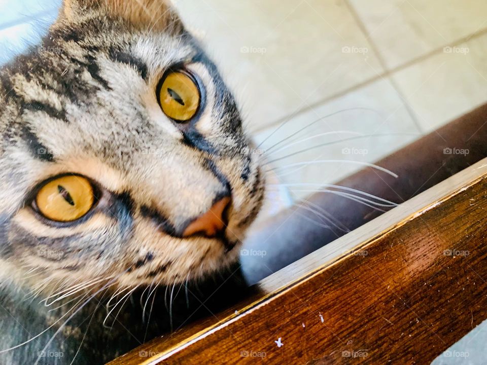 That Look! Piercing Look From Maine Coon Mix Kitten Watching Setting Up Tripod On The Kitchen Table.