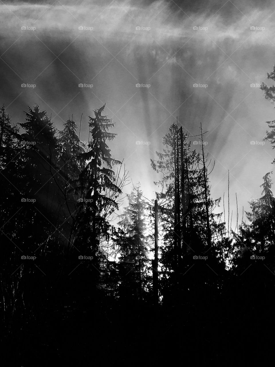 Rays through the trees