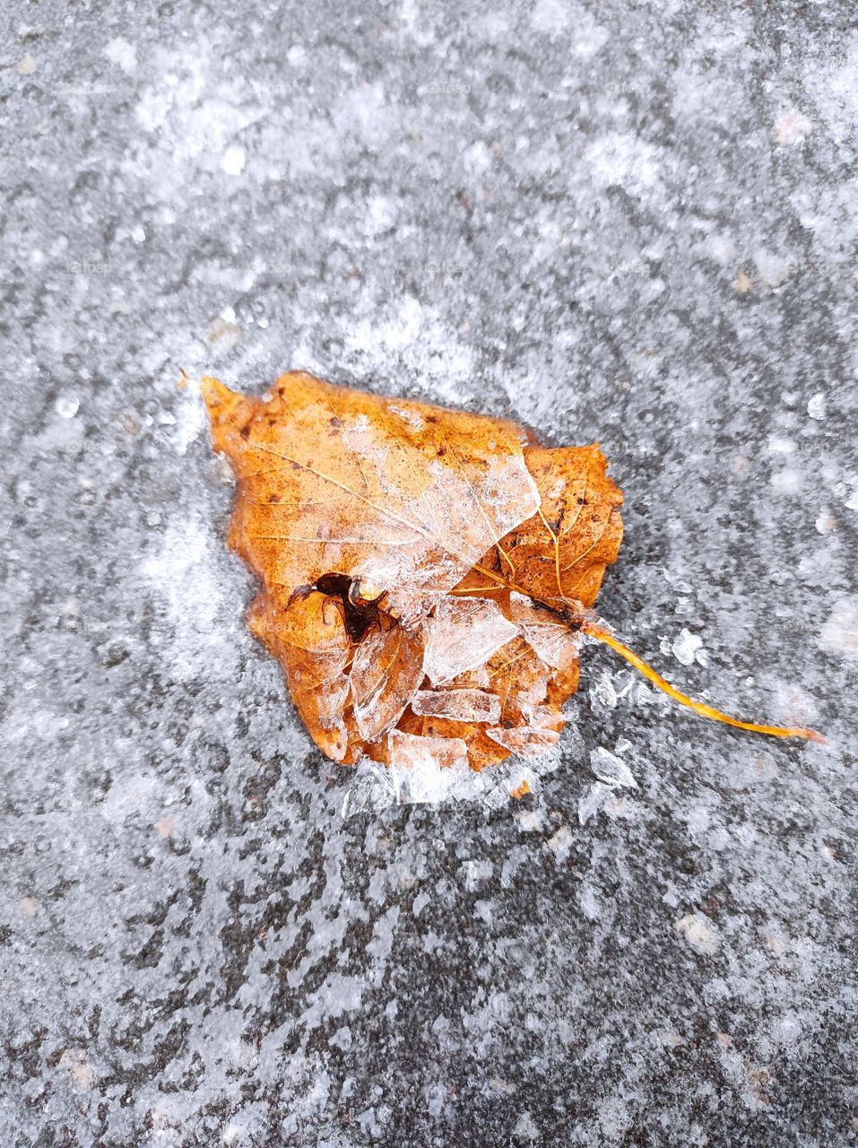 Frozen birchtree leaf