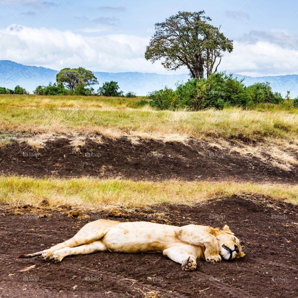 A lion sleeps on the plains within the Ngorongoro Crater, Tanzania.