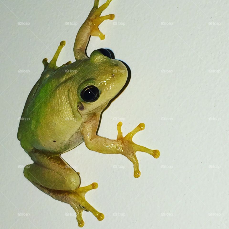 Tree frog