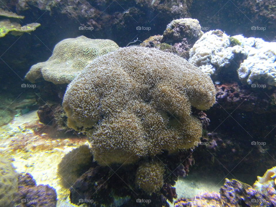 swimming brain . a day at the national aquarium 