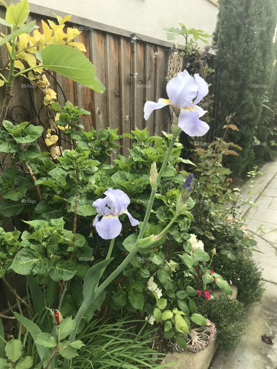 Bearded iris in spring 