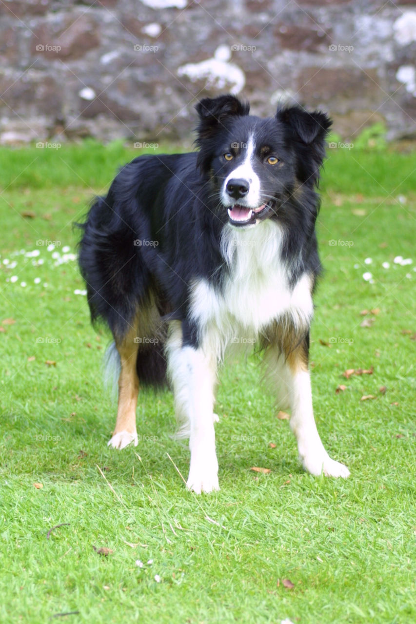 tri colour collie