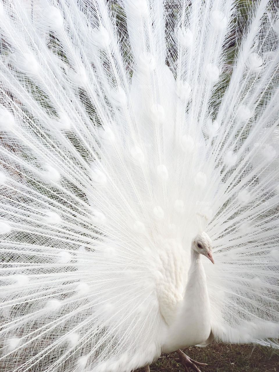 A white peacock with an open tail