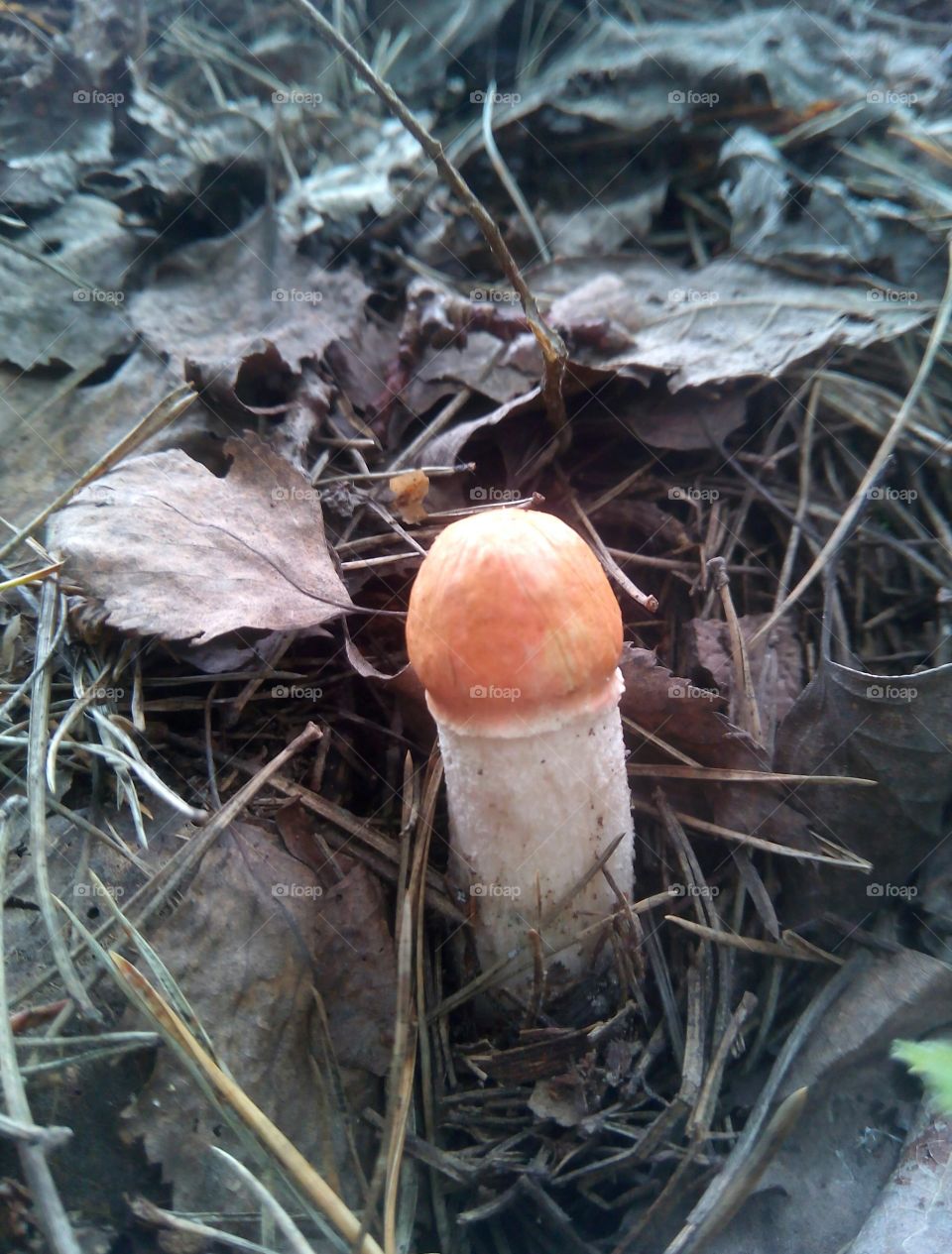 mushrooms in forest