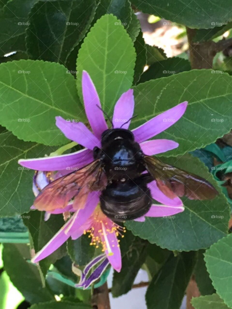 Bee and flower 