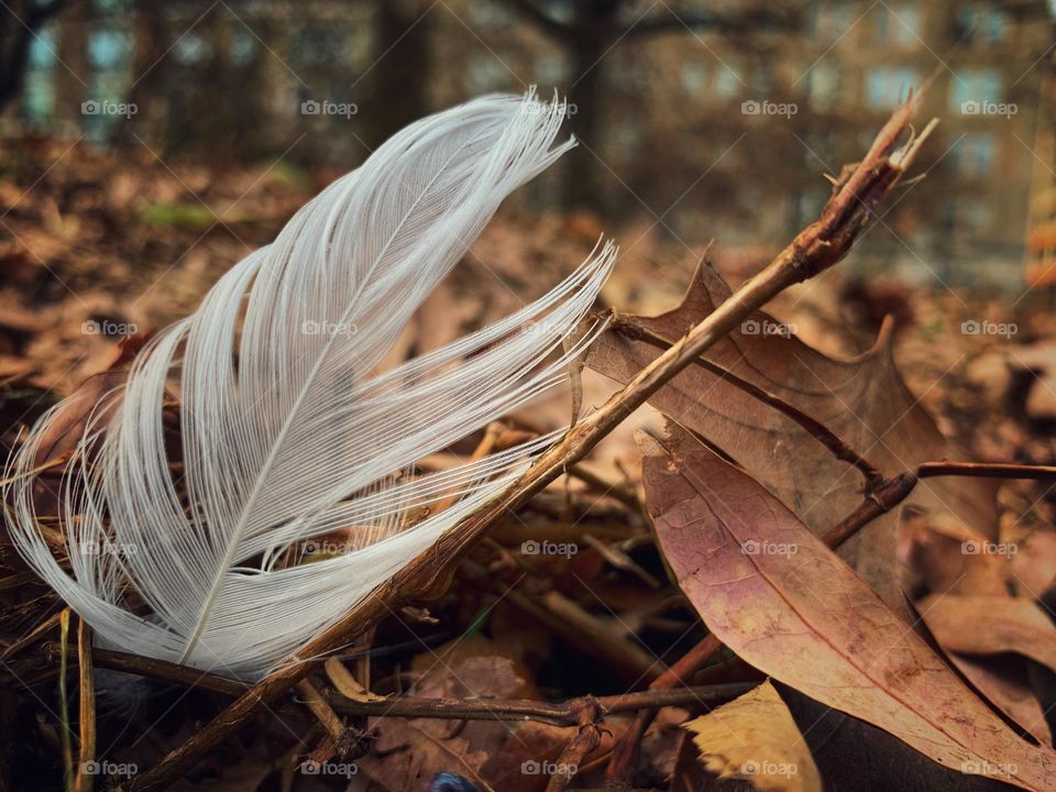 One white feather on the bed of autumn leaves.