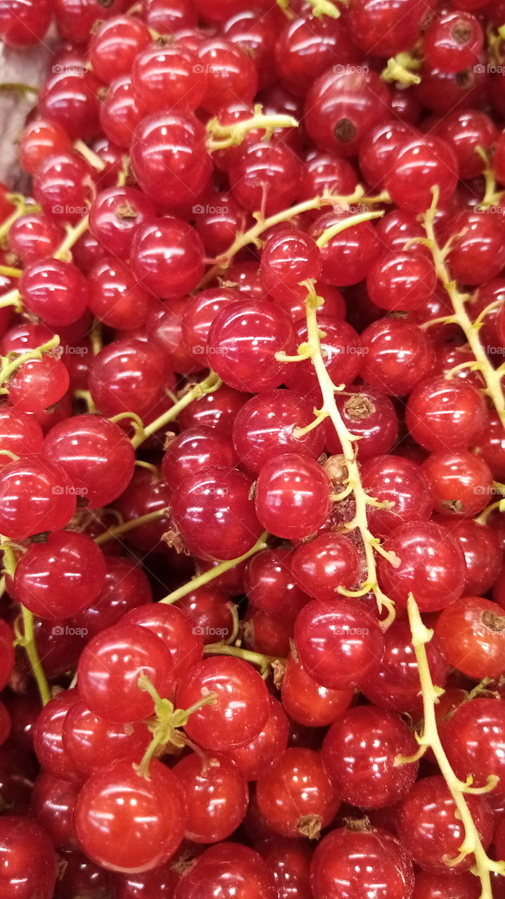 Rote Johannisbeeren