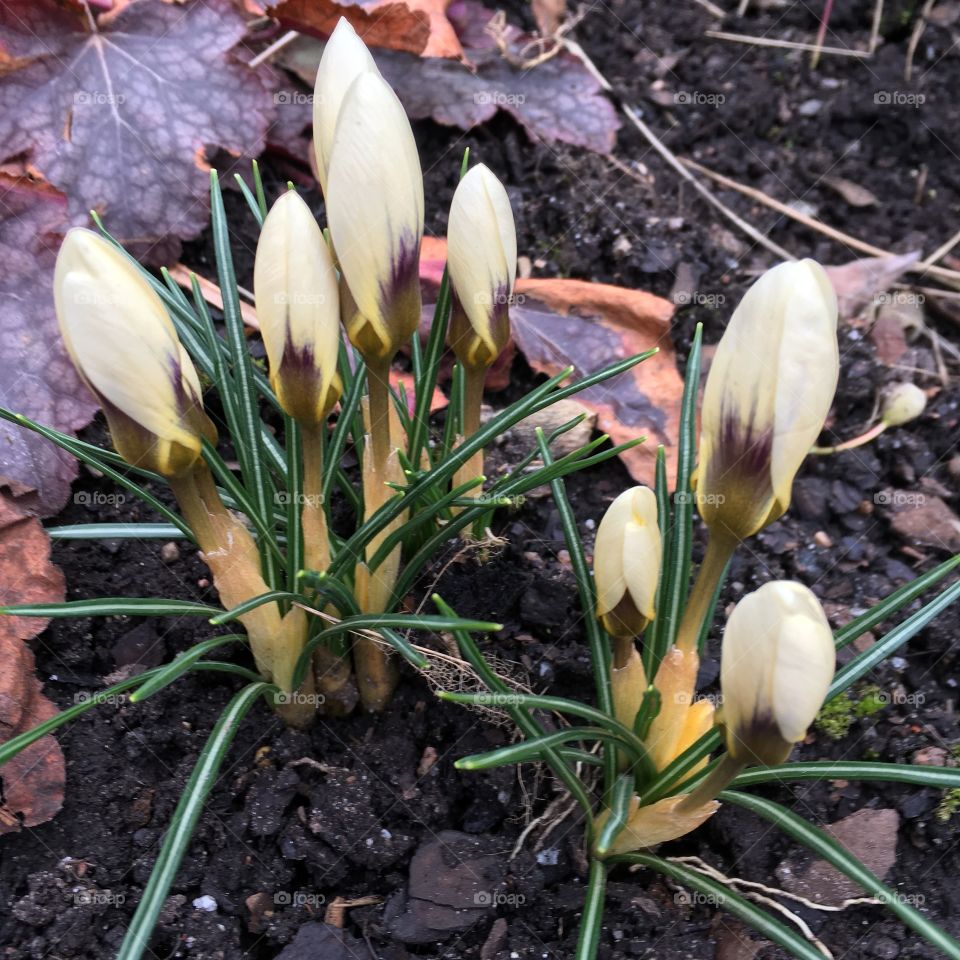 Crocus vernus/Vårkrokus