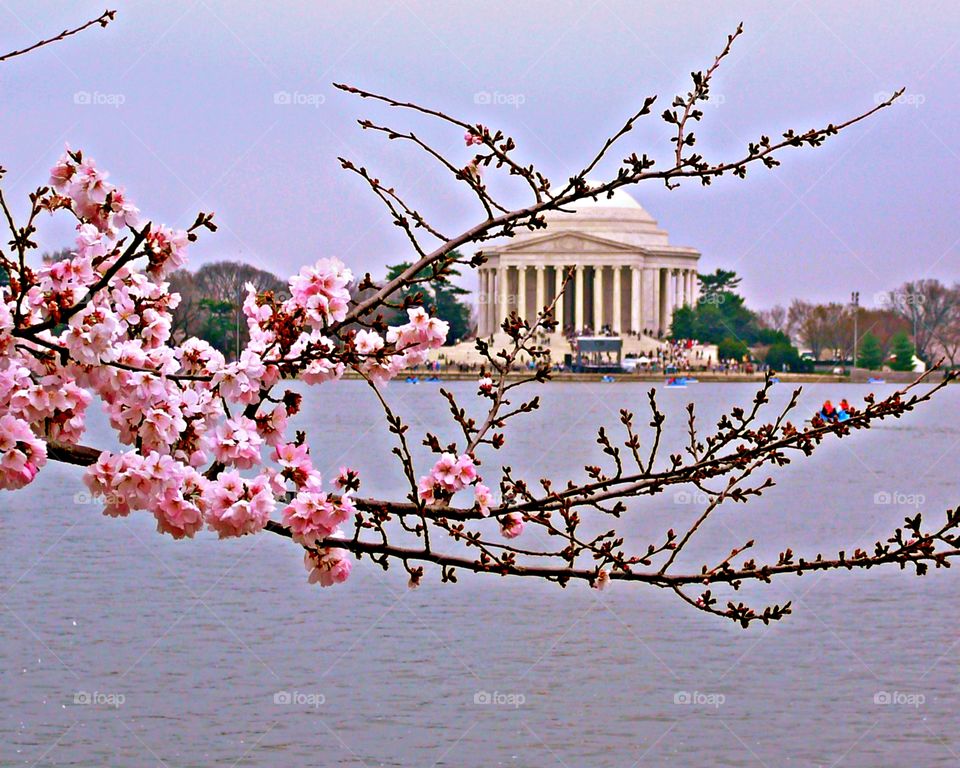 The signs of spring - The beautiful historical Jefferson Memorial in Washington,DC surrounded by colorful and spectacular Sakura Cherry tree blossoms!
