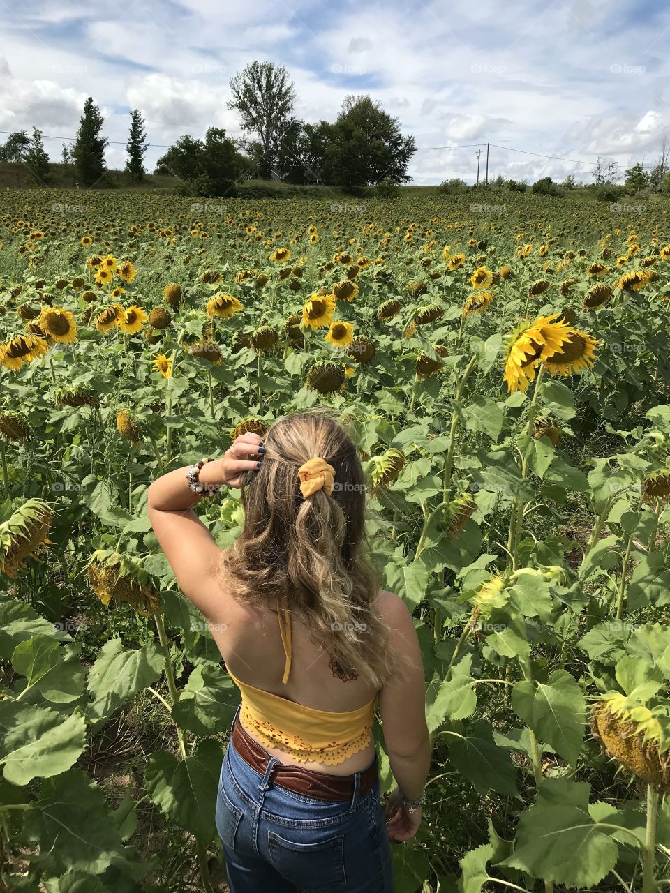 The sunflowers may be dying but my spirit remains in a sunflower 