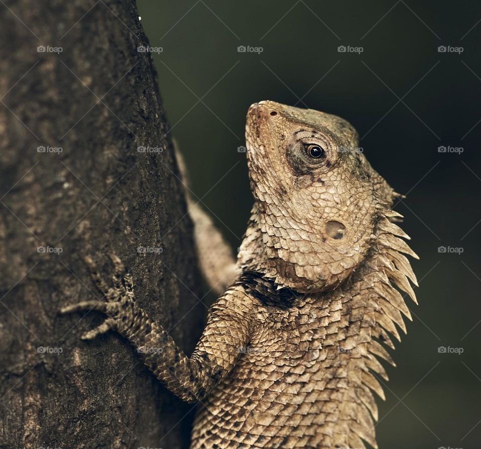 Animal photography - Reptile - Oriental lizard