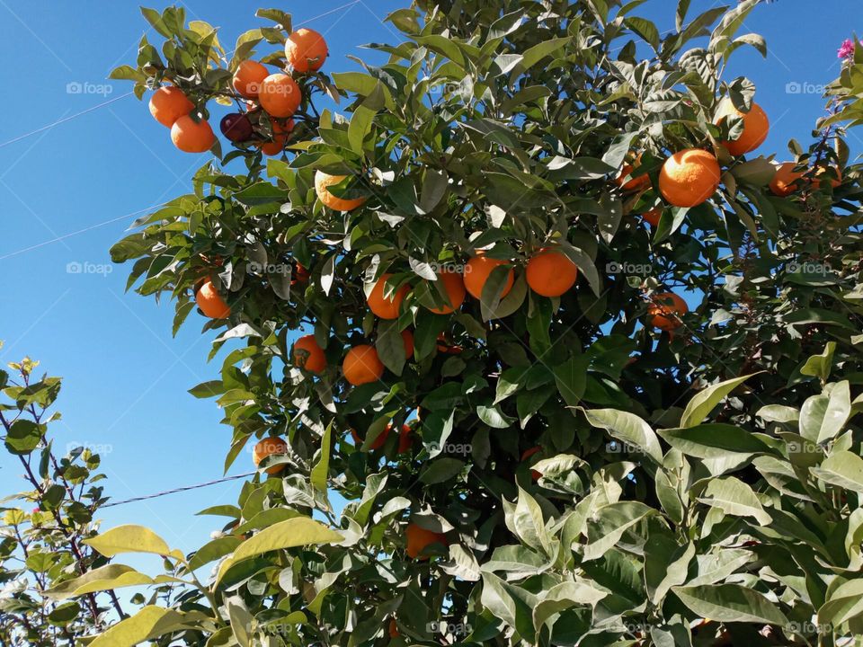 Orange tree