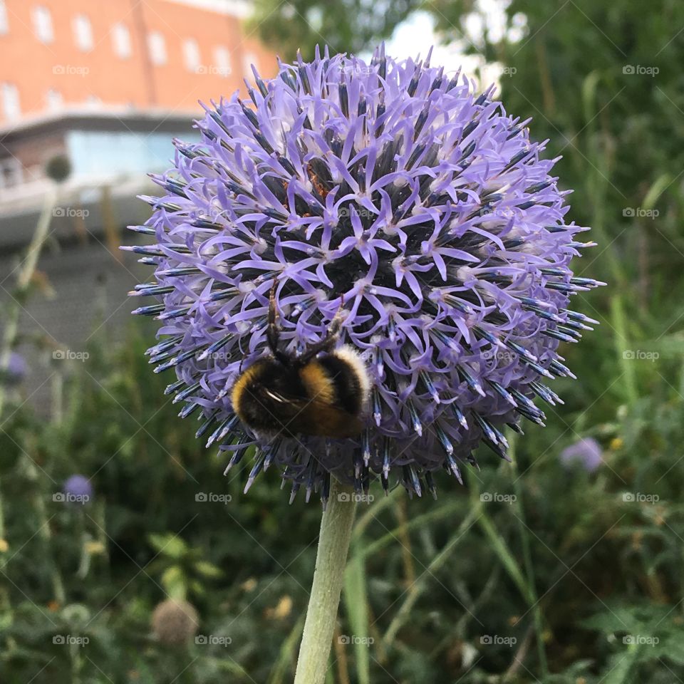 Bumblebee purple 