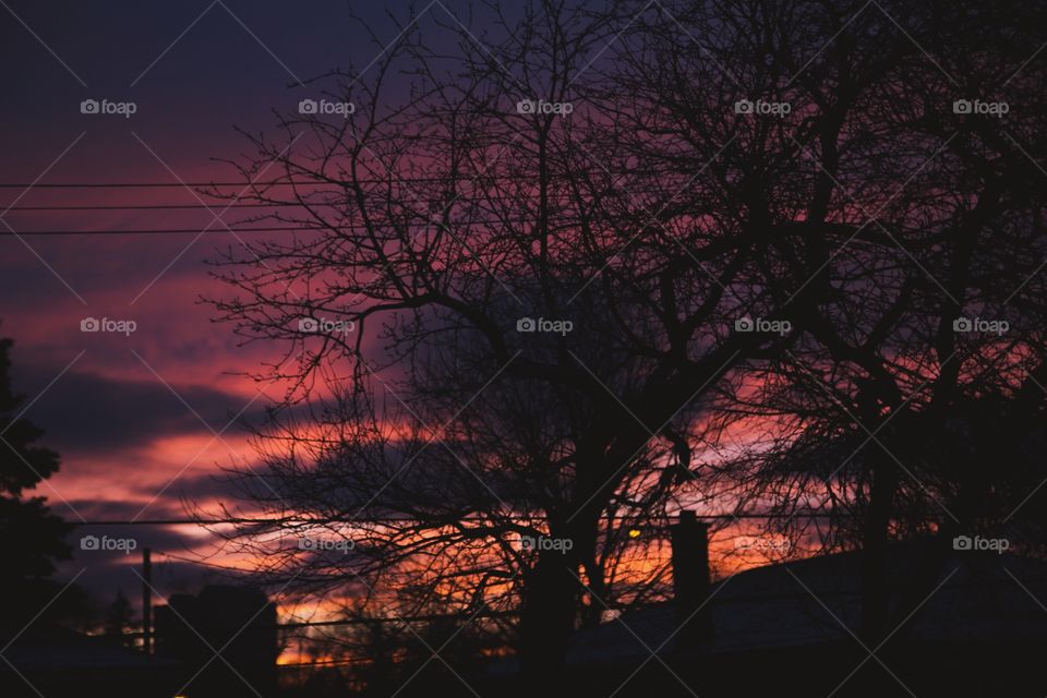 Tree, No Person, Landscape, Dawn, Evening