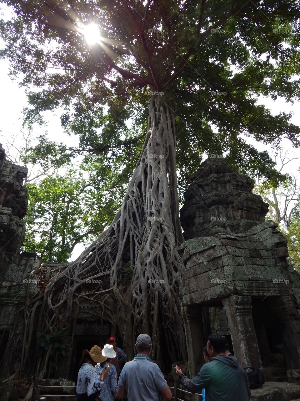 Trees growing with Angkor wat in Cambodia 