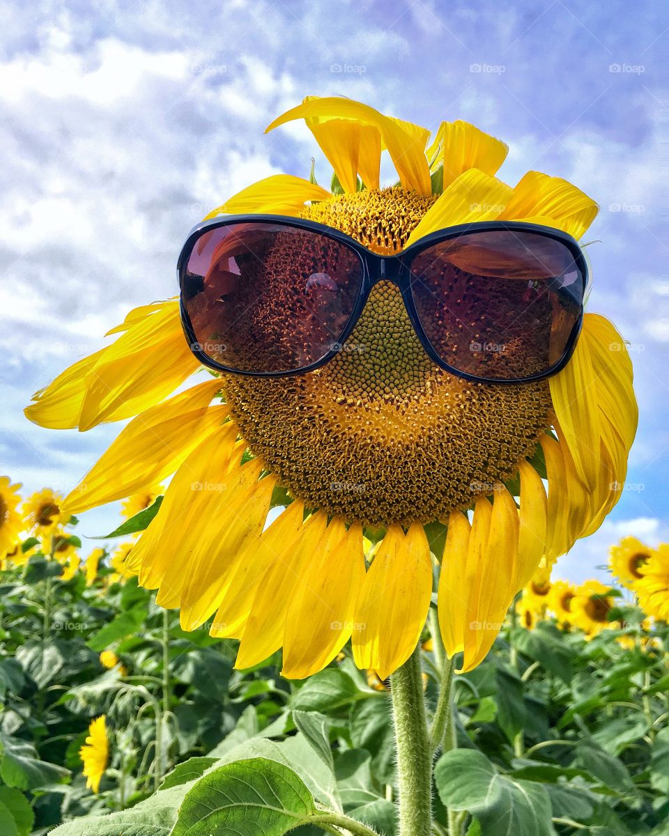 Smiling sunflower :) 