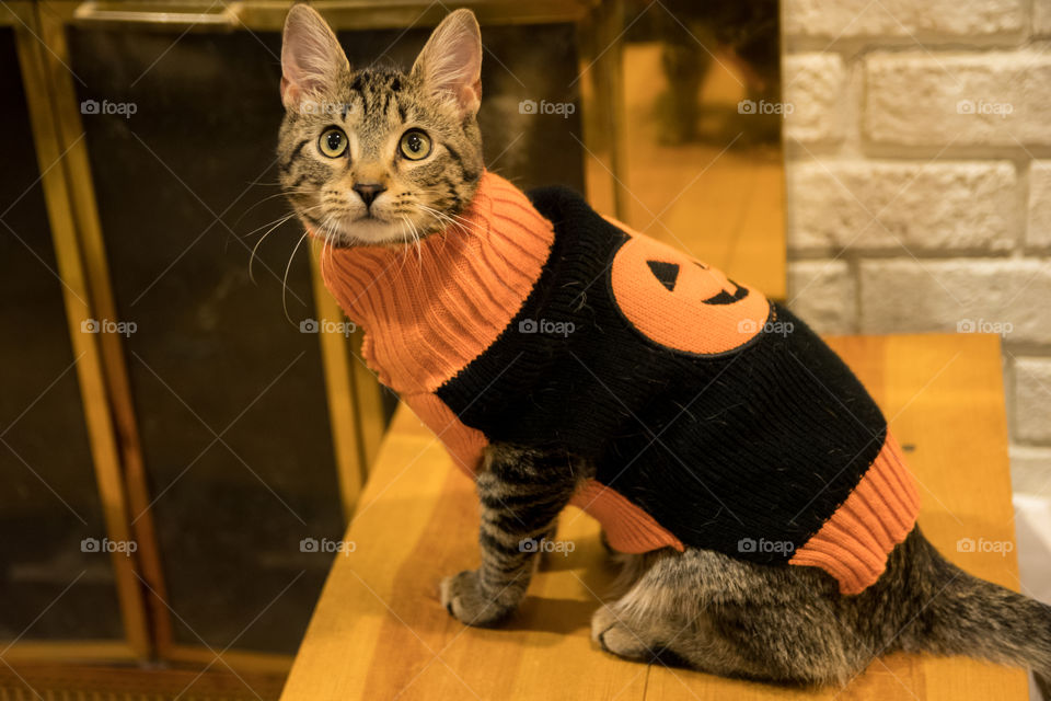 A cat in a Halloween sweater