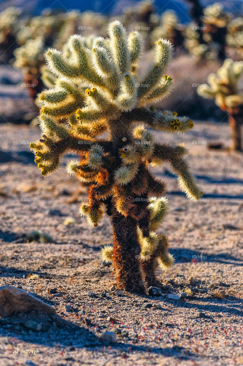 Little Sunflower