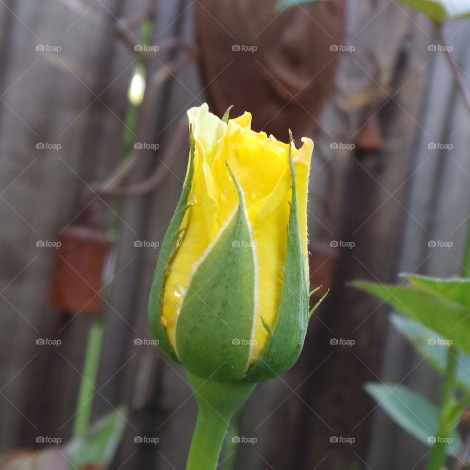 Yellow Rosebud