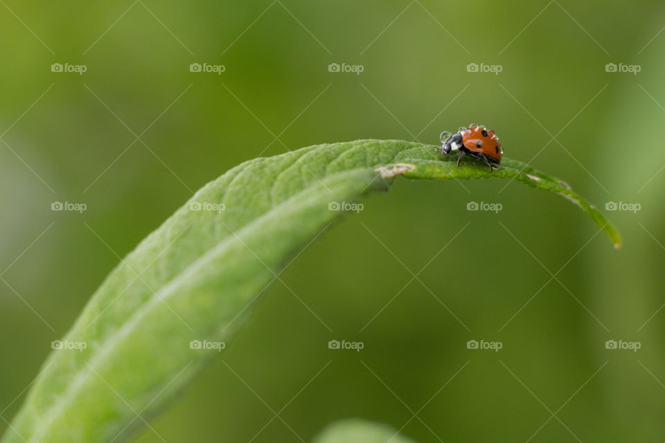 Insect, Ladybug, Leaf, Beetle, Dew