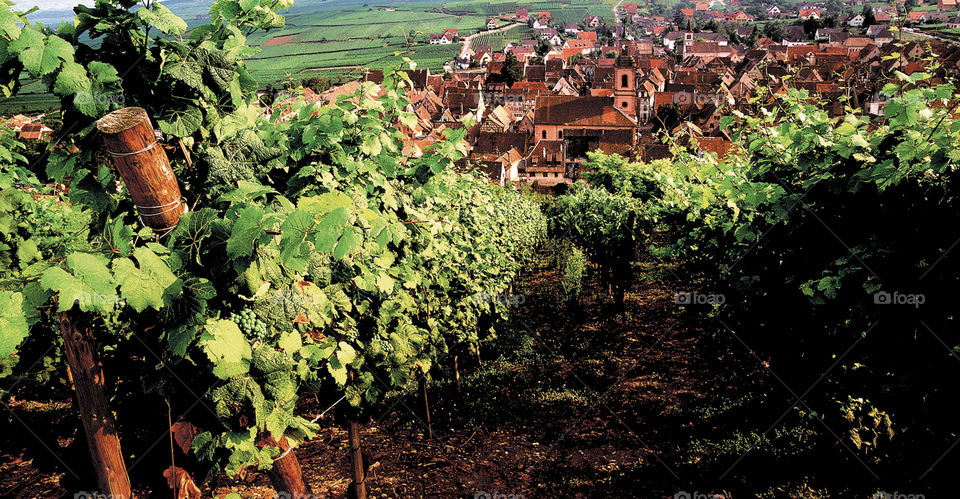 Vineyards Alsace France 