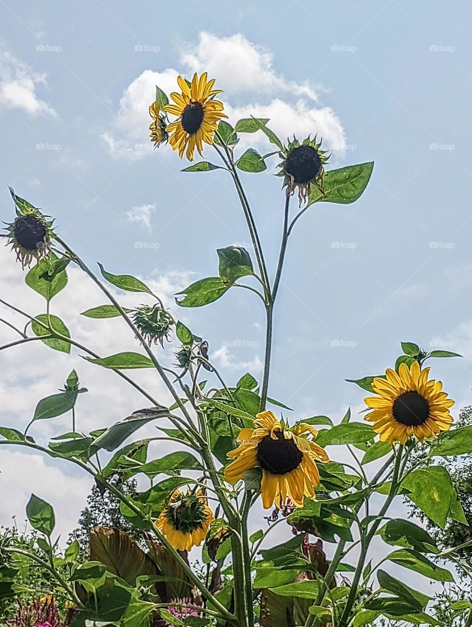 Summer Sunflowers