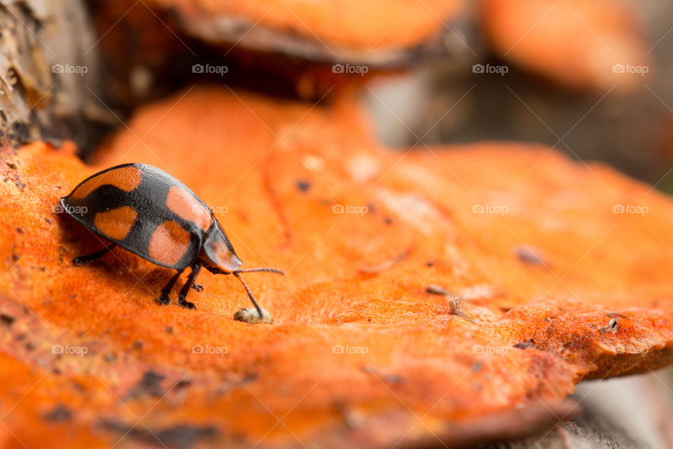 ladybug under orange fungy