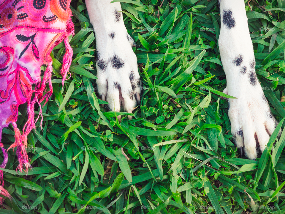 Dalmatian legs with grass