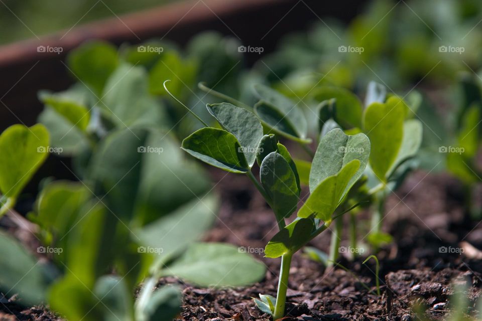 pea sprouts