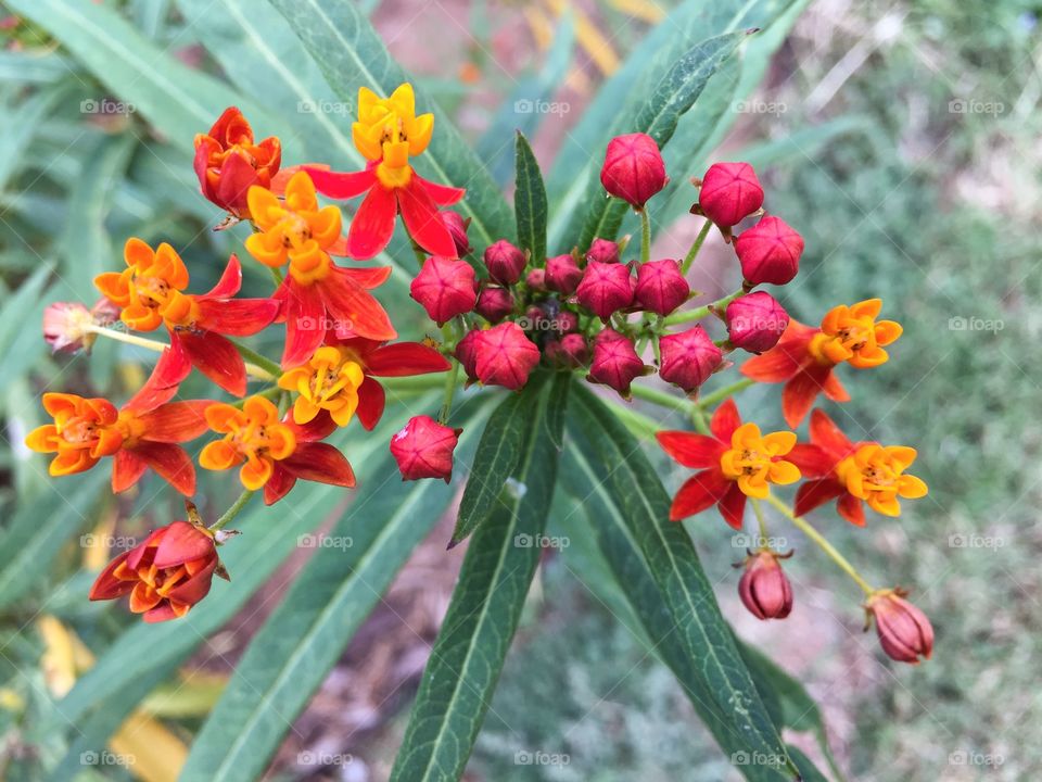 Blooming milkweed. Tropical milkweed, during the last bloom of the fall. Waiting for next year's monarch butterflies!