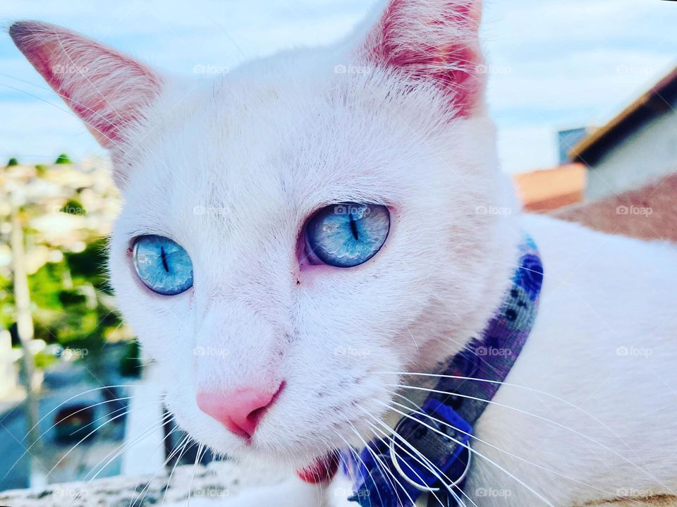 🇺🇸 The kitten Luna and her beautiful look! Having a pet is really cool! / 🇧🇷 A gatinha Luna e o seu olhar tão bonito! Ter um pet é muito legal!