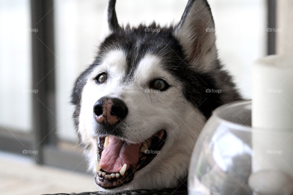 Close-up of a siberian husky