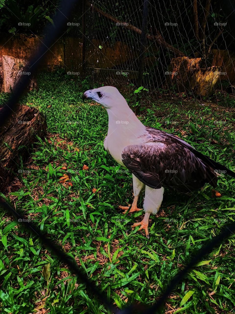 The white-bellied sea eagle (Haliaeetus
leucogaster) is a large diurnal bird of prey in the family Accipitridae, a white head, rump and underparts, and dark or
slate-grey back and wings.