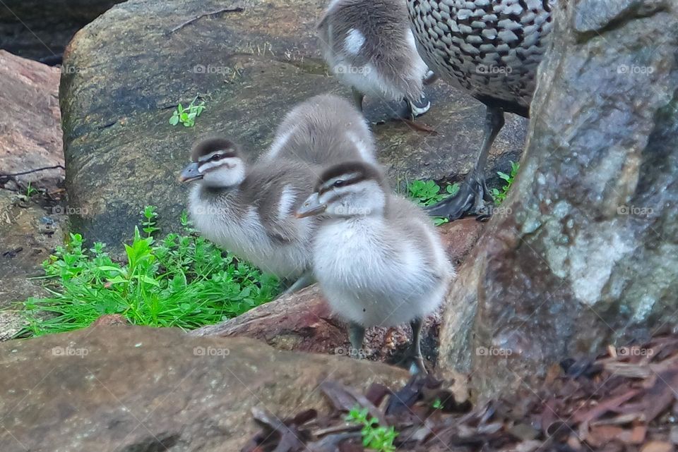Duckling family
