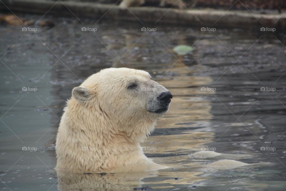 Polar Bear