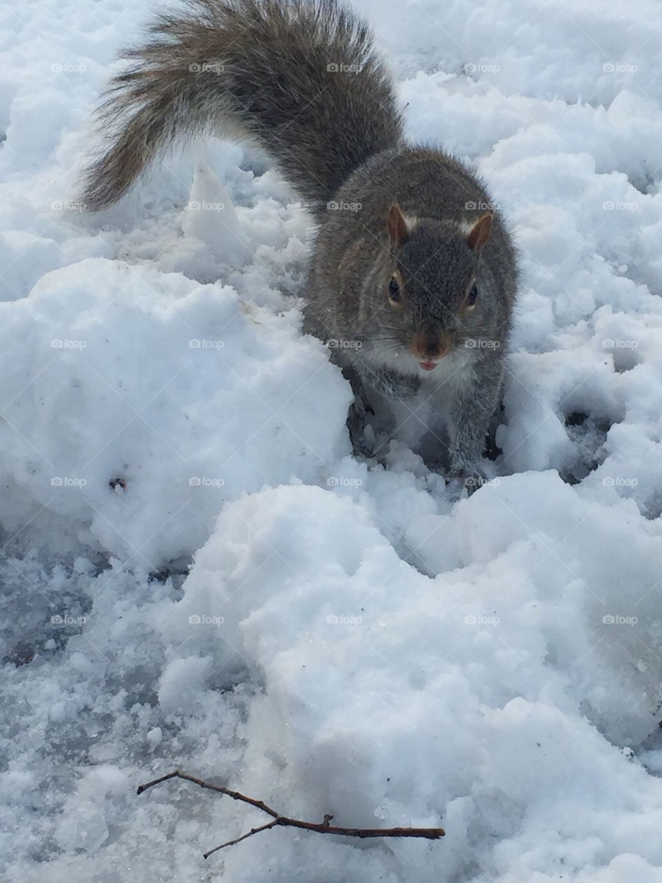 Wintertime Wanderer. Boston, Ma