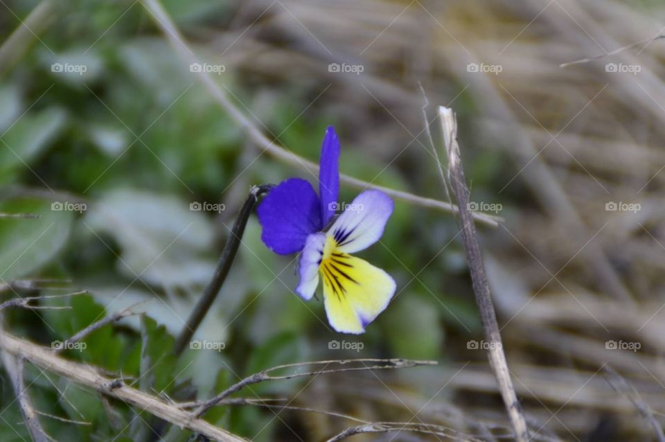 Single Blue flower