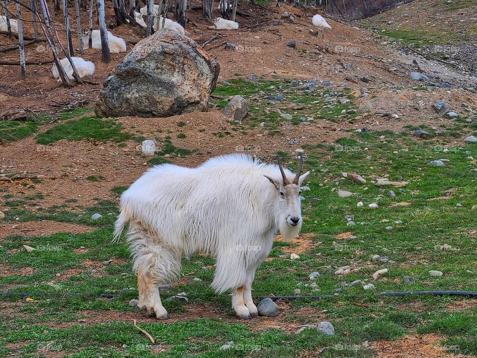 Male mountain goat curious while the rest sleep